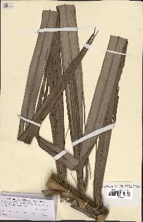 spécimen de Raphia sp.