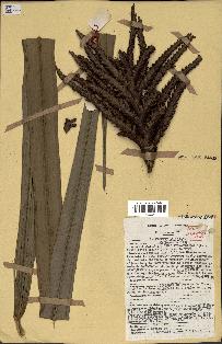 spécimen de Raphia sp.