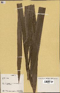 spécimen de Raphia sp.