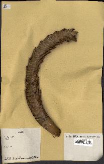 spécimen de Raphia sp.