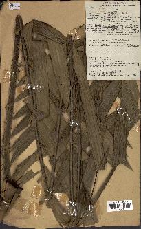 spécimen de Eremospatha sp.