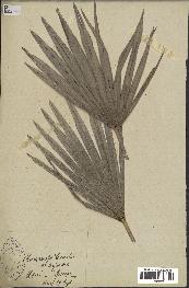 spécimen de Chamaerops humilis