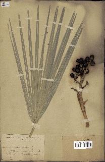 spécimen de Chamaerops humilis