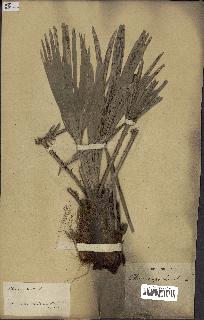 spécimen de Chamaerops humilis