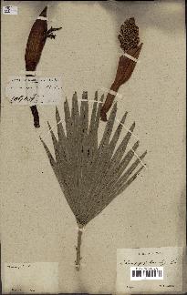 spécimen de Chamaerops humilis