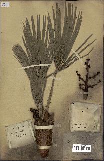 spécimen de Chamaerops humilis