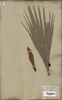 spécimen de Chamaerops humilis