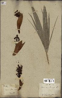 spécimen de Chamaerops humilis