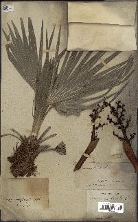 spécimen de Chamaerops humilis