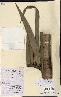 spécimen de Oncocalamus mannii