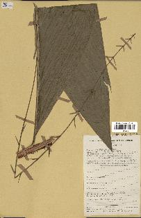 spécimen de Oncocalamus sp.