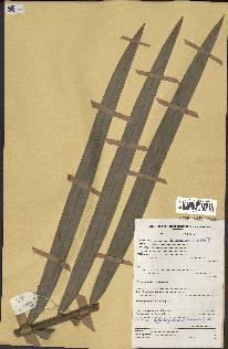 spécimen de Oncocalamus sp.
