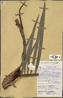 spécimen de Oncocalamus sp.