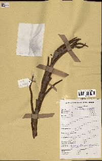 spécimen de Oncocalamus sp.
