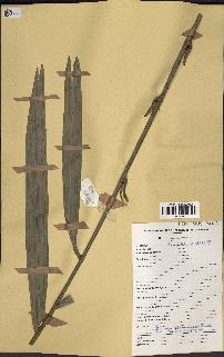 spécimen de Oncocalamus sp.