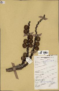 spécimen de Oncocalamus sp.