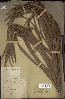 spécimen de Raphia sudanica
