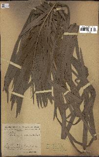 spécimen de Raphia sudanica