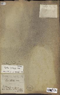 spécimen de Raphia sudanica