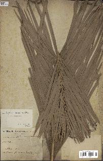 spécimen de Raphia sudanica