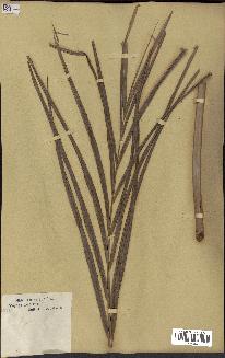 spécimen de Raphia gracilis