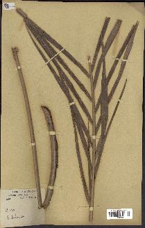 spécimen de Raphia gracilis