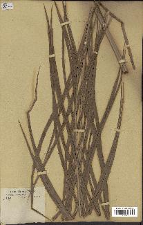 spécimen de Raphia gracilis