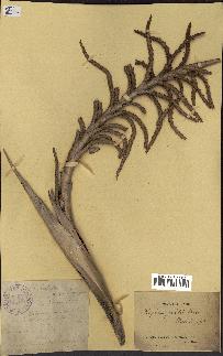 spécimen de Raphia gracilis