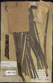 spécimen de Dypsis onilahensis
