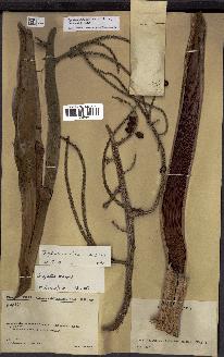 spécimen de Dypsis onilahensis