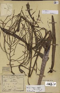 spécimen de Dypsis nodifera