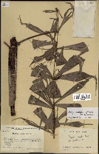 spécimen de Dypsis nodifera
