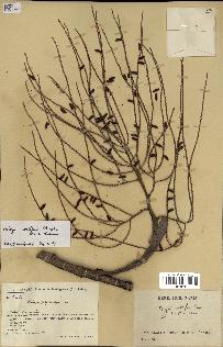 spécimen de Dypsis nodifera