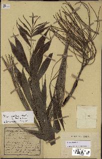 spécimen de Dypsis nodifera