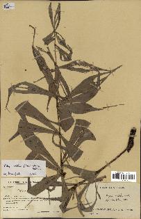 spécimen de Dypsis nodifera