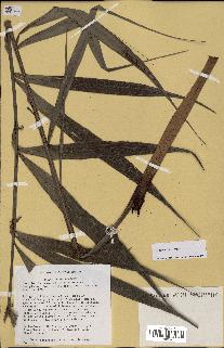 spécimen de Dypsis nodifera
