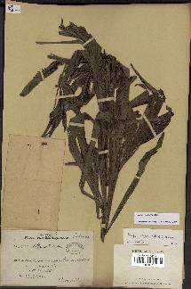spécimen de Dypsis nodifera