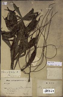 spécimen de Dypsis nodifera