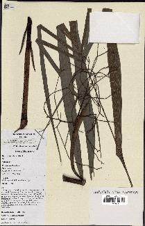 spécimen de Dypsis nodifera