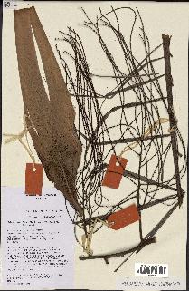spécimen de Dypsis nodifera