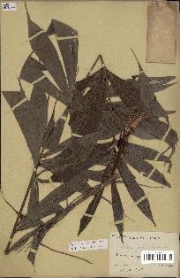 spécimen de Dypsis nodifera