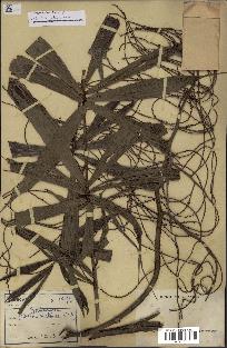 spécimen de Dypsis nodifera