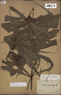 spécimen de Dypsis nodifera