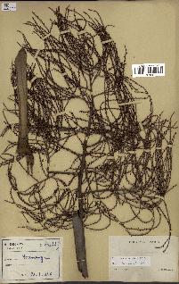 spécimen de Dypsis nodifera