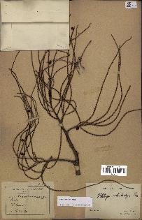 spécimen de Dypsis nodifera