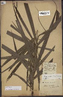 spécimen de Dypsis nodifera