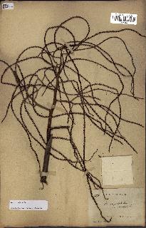 spécimen de Dypsis nodifera