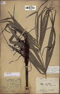 spécimen de Dypsis nodifera