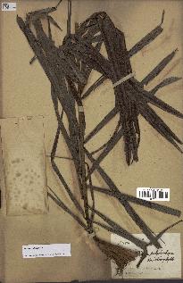 spécimen de Dypsis nodifera