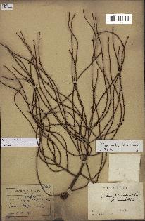 spécimen de Dypsis nodifera